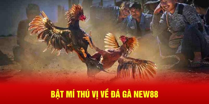 Bật mí thú vị về đá gà New88