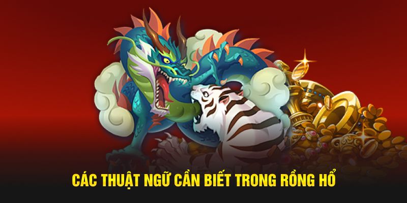 Các thuật ngữ cần biết trong Rồng Hổ