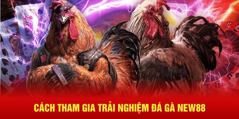 Cách tham gia trải nghiệm đá gà New88